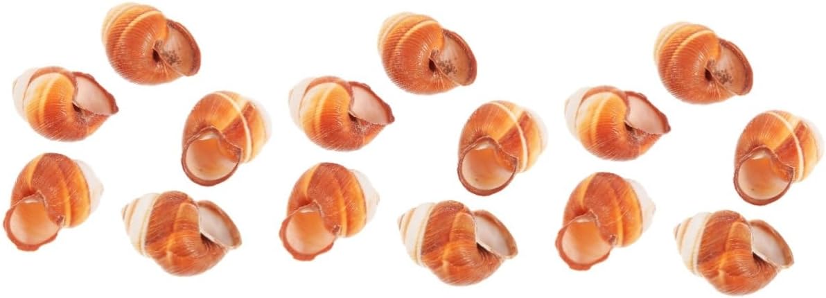 Yardwe 15 Pcs French snail shell Escargot shells Snail shells crab food french decor scallop shells for serving food baking scallop shells shells for escargot thick shells