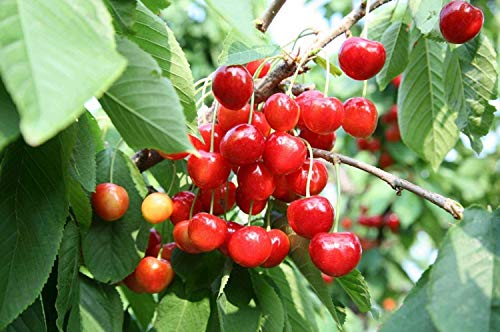 20+ Cherry Tree Seeds Fruit Sweet Edible Bonsai Plants Garden Home #TOP5