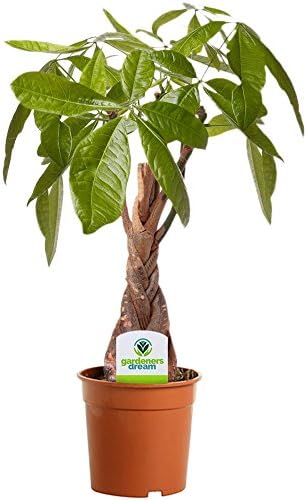 Pachira Aquatica - 1 Planta - Casa/Oficina Árbol Vivo de Interior...