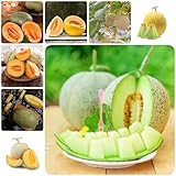 300 Pc Semillas De Melón Dulce - Melón Cantalupo - Compre Plantas Resistentes En Macetas Y Árboles Frutales. Semillas De Melón, Cucumis Melo, Pequeños Regalos Terraplanter, Semillas