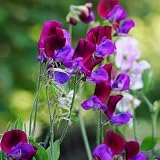 semillas de guisante de olor, guisante olor común, orgánicas arveja trepadoras jardín rocas raras balcón invernadero Decoración oficina con jardín 35pcs