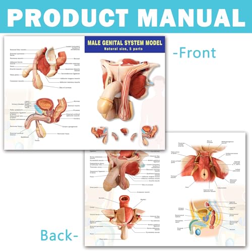 Image of Human Male Genitalia Anatomical Model, Life-Size 7 Parts Male Genital System Anatomical Model with Colorful Manual for Medical Science Education Study or Teaching