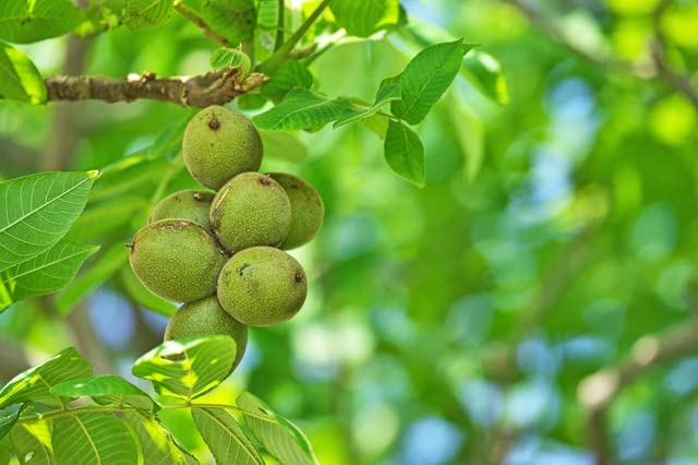 Amazon.co.jp: 世界美食探究(生ナッツ) 【訳あり】アメリカ産 クルミ 