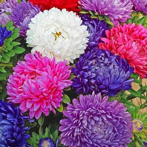 Más de 100 semillas Aster Piony - Mezcla de flores