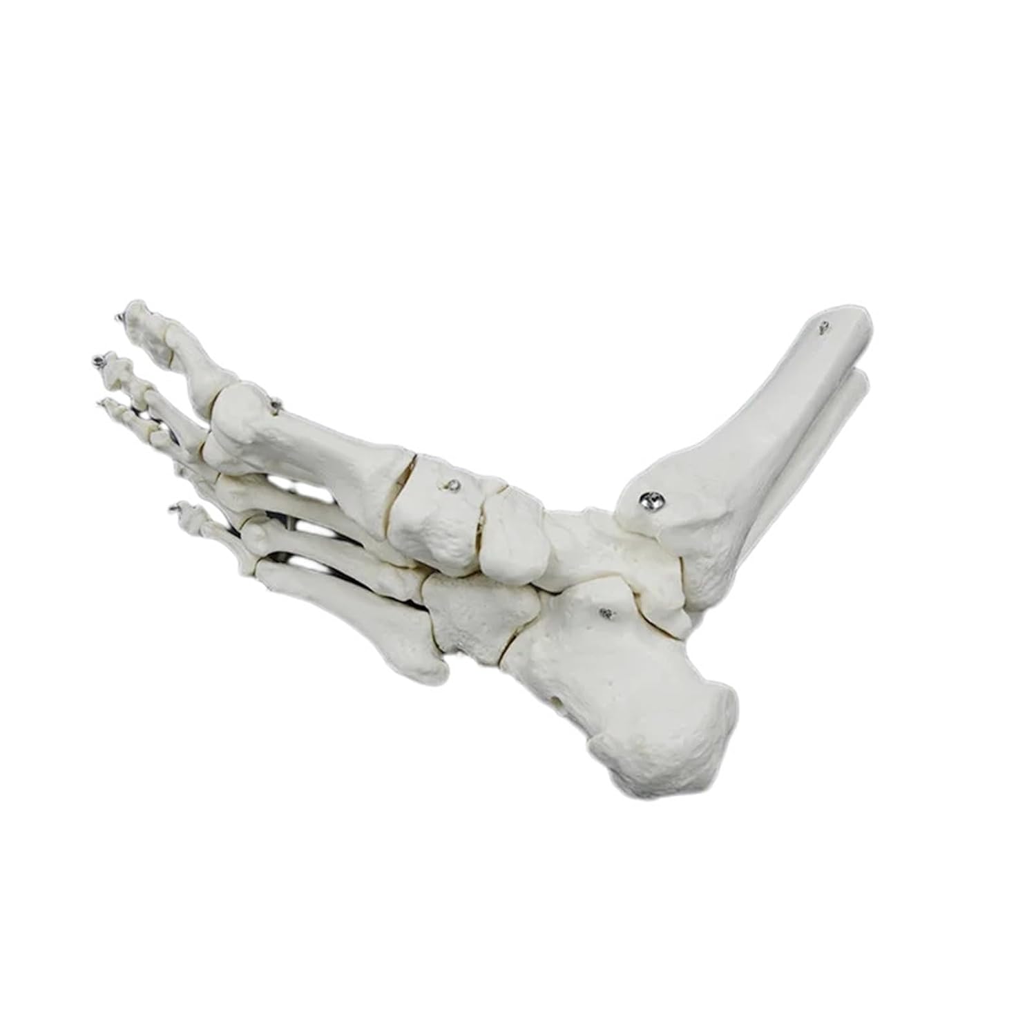 1:1 Medical Human Skeleton Foot & Ankle Anatomy Model with Shank Bone - Detailed Foot Bones Anatomical Teaching Tool