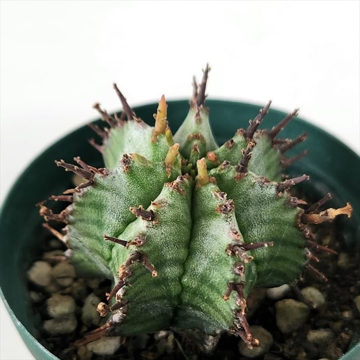 Amazon｜多肉植物 caユーフォルビア ホリダ 6cmポット 多肉植物