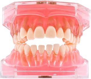 Angzhili Dental Removable Teeth Model Silica Gel Material Soft and Bendable Tooth Model Ideal Dental Lab Materials Teaching Tool Flesh Pink (1 Piece)