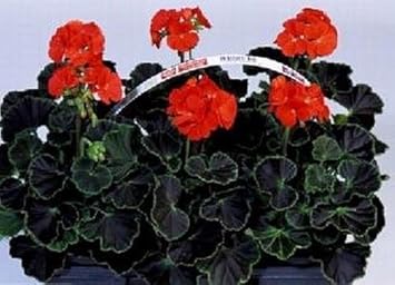 5 Semillas de geranio zonal Negro Terciopelo Rojo Series