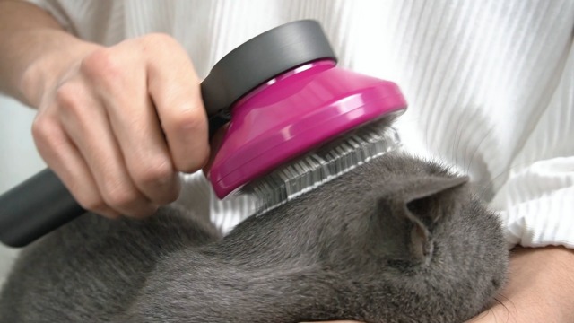 Amazon.co.jp: QIYIGUO ペットブラシ猫 ブラシ 犬 ブラシ スリッカー