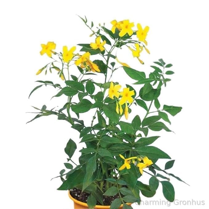 Image of Live Chameli Bel Plant with Pot | Jasmine Climbing Vine Plant | Fragrant Outdoor Flowering Creeper for Home Garden Balcony Terrace