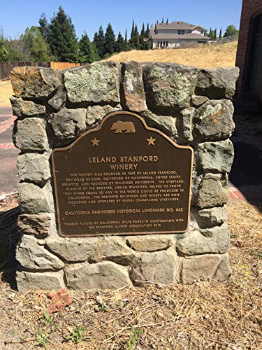 Kokkia Rosemary : California Fremont Stanford Fresh Picked Rosemary Sprigs (Qty 6 Branches) For Food, Herbs, Tea, Etc. Grown On Grounds Where Stanford Winery And Vineyard Was Once Located. (6) #TOP2