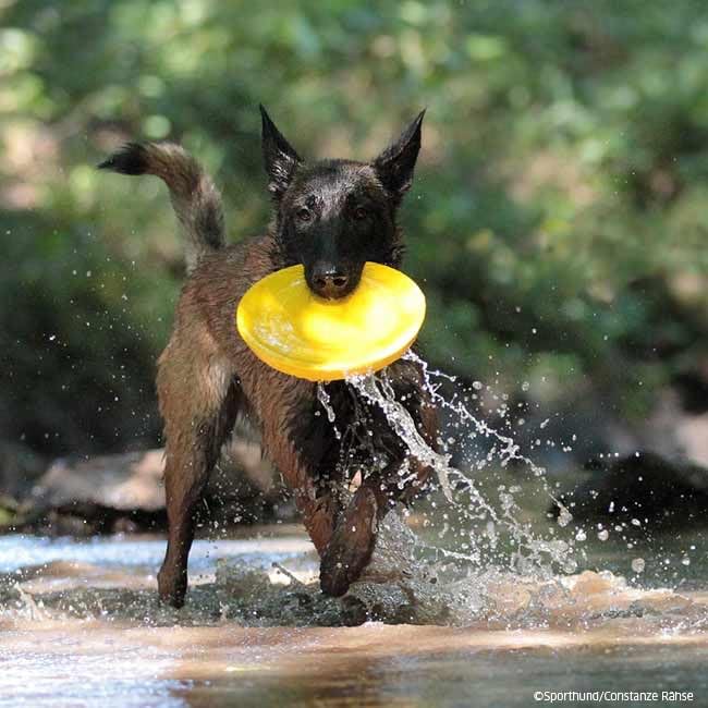 Image of Petarchi RuffFoam Flyer Disc | Durable Soft Foam Dog Frisbee | Gentle on Teeth, Floats on Water, Long-Distance Flight, Soft Catch Training Toy for Dogs