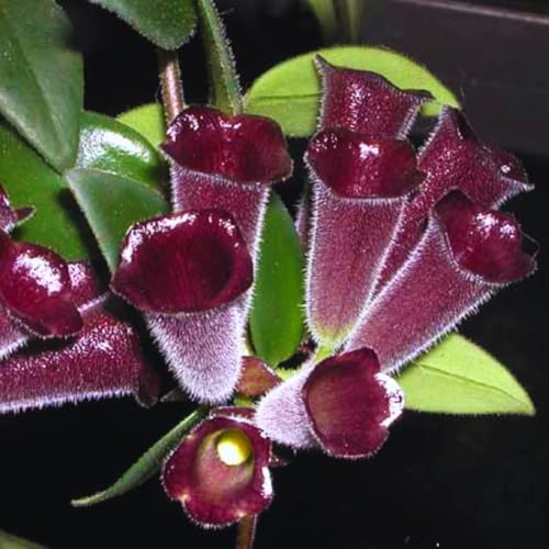 Purple Star Lipstick Plant Live - Aeschynanthus in 4 Inch Pot - Tropical Lipstick Houseplant Indoor Outdoor