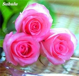 New! 120 PC/Rainbow Bag Pink Sowing, Indoor Seeds Bonsai Plants Flowers, Seeds Li Flowers Bonsai of The Plant for The Domestic Garden of 4: Only Seeds