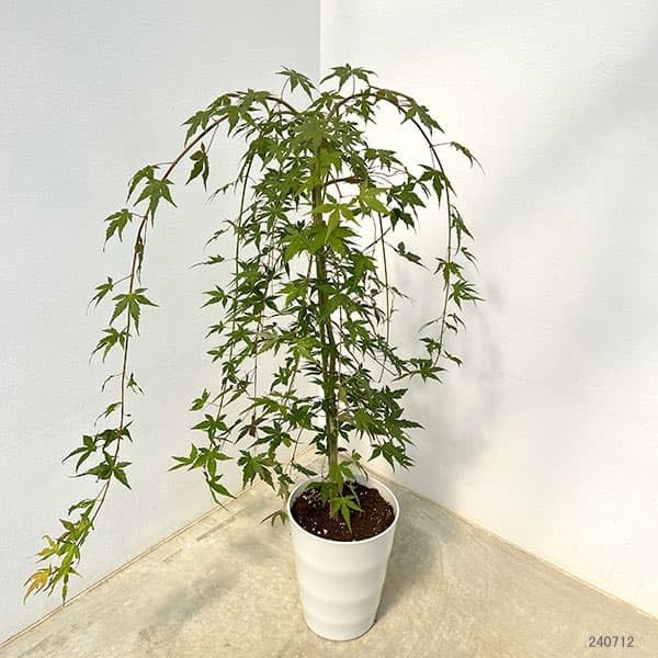 京都府産　無農薬　天然　本榊（ほんさかき）　オーダー窓口 京都府産 無農薬 天然 本榊（ほんさかき） オーダー窓口 京都府産 無