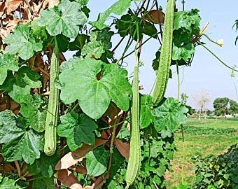 Golden Hills Farm hybrid Ridge Gourd Seed, Turai, Tura Luffa, Jhinga Vegetable 50+ Seeds (B095N74X3J) Amazon Price History, Amazon Price Tracker