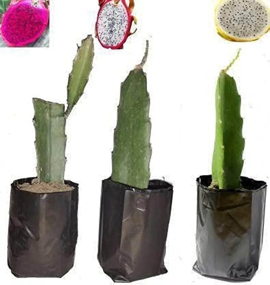 Natura GreenHouse Dragon Fruit Live Plant Combo of 3 variety Red C variety, Vietnam White,& Israel Yellow dragon fruit Height 8-12 Cm rooted plant (B0BT1Y9JXD) Amazon Price History, Amazon Price Tracker