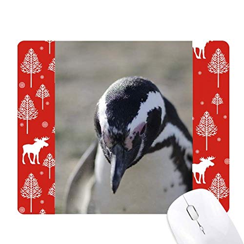 Mignon pingouins photo de science nature pour décoration de Noël