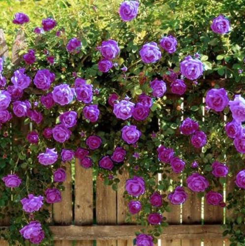 100PCS Purple Climbing Rose Seeds Home Garden Seeds Heirloom