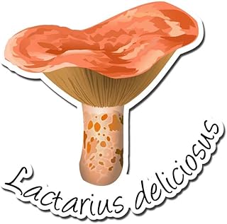 Lactarius deliciosus, Saffron Milkcap Mushroom 3 inch Full Color Indoor Outdoor Vinyl Decal