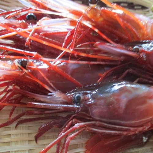 幻のぶどうえび(小・250g / 9〜10尾前後) 羅臼町 北海道 海産物 魚介 魚介類 生産者 支援 応援