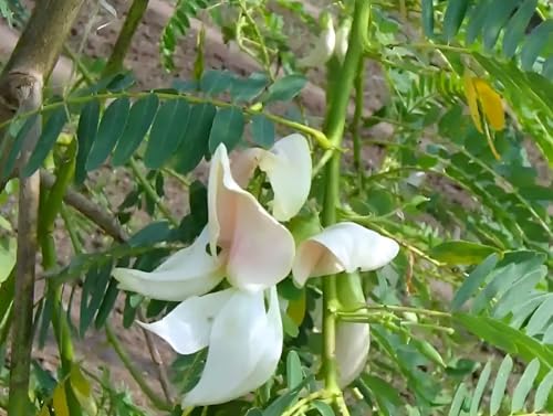 Image of Bok Live Flower Plant for Garden Balcony Outdoor Natural Fragrance | Healthy Nursery Plant with Seasonal Blooms | Ideal for Pots Terrace Landscaping and Refreshing Floral Ambience