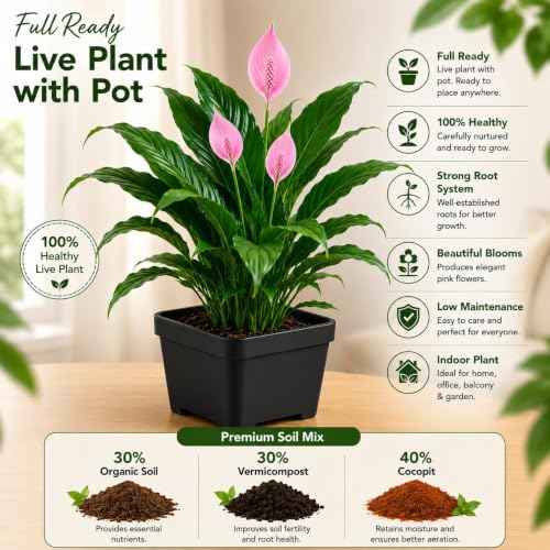Image of Pink Peace Lily Live Indoor Plant with Pot | Spathiphyllum Flowering Plant | Natural Air Purifier, Easy Care Decorative Houseplant for Home, Office, Bedroom & Living Room (Pack of 1)