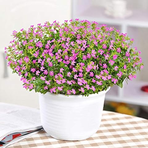 Gypsophila Paniculata Pink Plants Seeds 50pcs Organic Fresh Hanging Basket Snowflake Baby's Breath Plant Flower Beautiful Seeds for Planting Indoor Yard Garden Cover