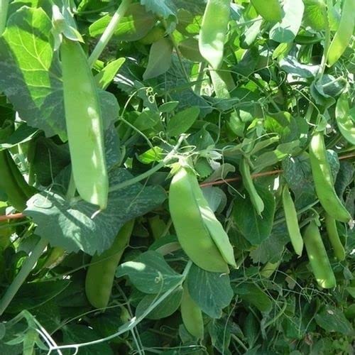 Guisante Mangetout Snow Pea Oregon Sugar Pod Cover