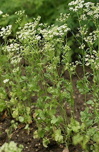 100 Seeds - Anis Kräutersamen (Pimpinella Anisum)