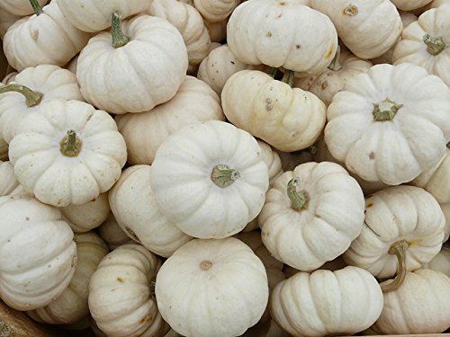 15 White Baby Boo Mini Pumpkin Miniature Cucurbita Pepo Vegetable Seeds #TOP4