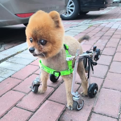 Extra Small Dog Wheelchair - 4 Wheel Pet Mobility Aid for Injured Back Legs, Puppy Cart with Harness for Dachshunds and Weak Limb Cats (XXXS)