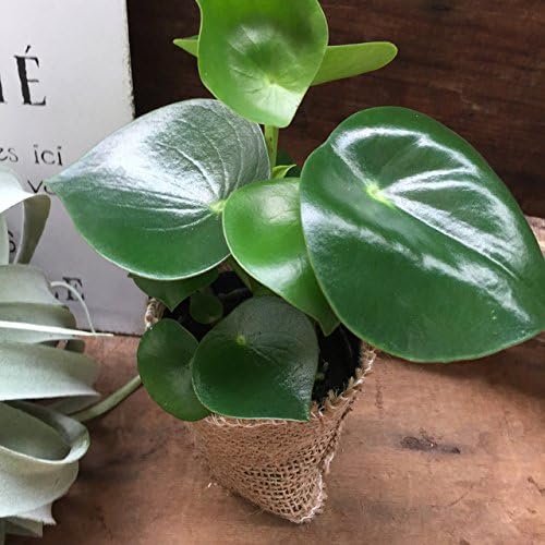 Amazon ペペロミア ジェイド 観葉植物 観葉植物 オンライン通販