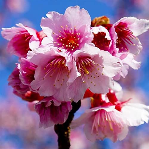 Zcbang Cherry Blossom Tree Seeds Pink Sakura Seeds 20Pcs Seeds #TOP1
