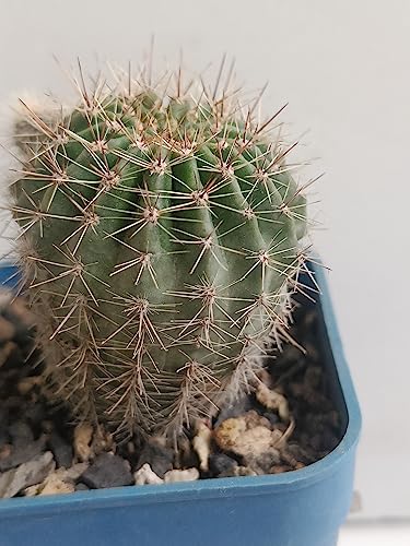 PASSION GARDEN/ECHINOPSIS HYBRID (LIGHT PINK) 9LIVE CACTUS PLANT)