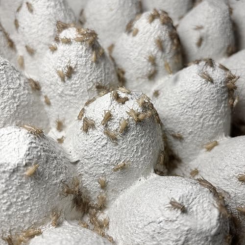 コオロギ 生き餌 ss s m スカイチャープ イエコ 死着保証 サイズ選択 (S,100匹)の画像