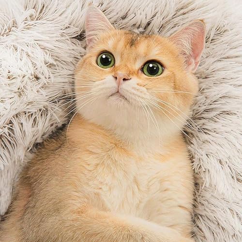 Grotte ronde pour chaton et sac de couchage antidérapant - 7