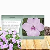 Outsidepride Extreme Lavender Impatiens Flower Seeds - 100 Pcs Annual, Compact & Pollinator Friendly, Impatiens Seeds for Planting w/Vibrant, Abundant Blooms for Shade Gardens & Container Displays