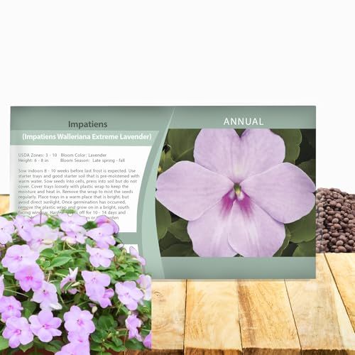 Outsidepride Extreme Lavender Impatiens Flower Seeds - 100 Pcs Annual, Compact & Pollinator Friendly, Impatiens Seeds for Planting w/Vibrant, Abundant Blooms for Shade Gardens & Container Displays