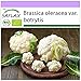 SAFLAX - BIO - Chou-fleur - Boule de neige - 70 graines - Brassica oleracea