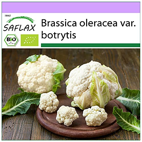 SAFLAX - BIO - Chou-fleur - Boule de neige - 70 graines - Brassica oleracea