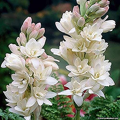 Image of Live Green Flower Bulbs Tuberose /Rajnigandha Single /Double Petal Fragrance Flower Bulbs For Home Gardening (Tuberose Double-20)