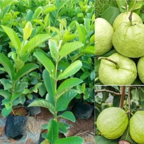Guava Tree Live, Guava Fruit Plant in 4-Inch Pot, Sweet Tropical Guava Tree for Outdoor Garden and Container Growing (White Guava)