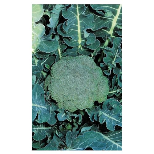 Sachet de graines de Chou Brocoli Hyb F1 Marathon- 0.2 g - LES GRAINES BOCQUET