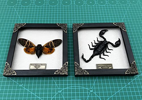 Pack Of 2 Real Framed Scorpion Cicada Beetle White Shadow Box Insect Wood Frame Unique Taxidermy Taxadermy Wall Art Decoration Artwork Home Decor Living Reading Gallery Bedroom K16-50Tr51Tr #TOP4