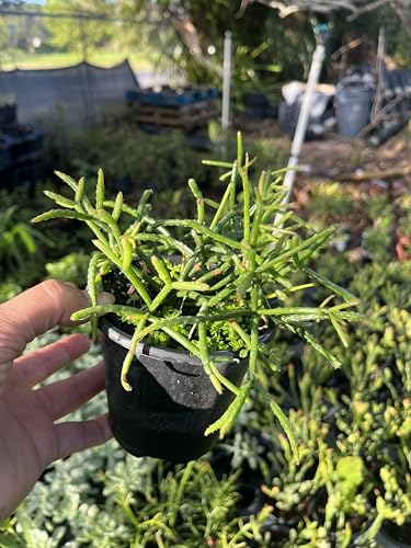 Hatiora salicornioides - Dancing Bones Cactus in 4-Inch Pot | Easy-to-Care Indoor Plant for Homes & Offices