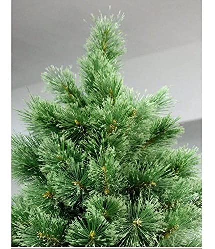 Árvore Pinheiro De Natal Luxo Cor Verde Green 2,10m 566 Galhos A0321N Chibrali