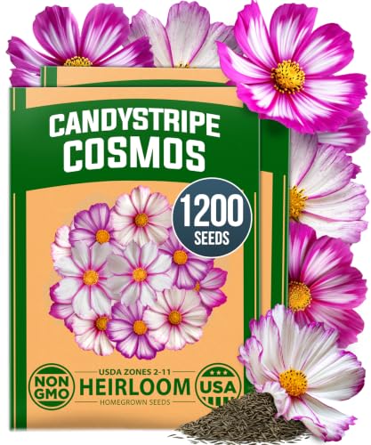 Image of HOME GROWN Candystripe Cosmos Seeds, 1200 Seeds, Cosmos bipinnatus