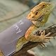 Gosknor Bartagamen-Leinen- und Geschirr-Set, Süß Verstellbar Eidechsen-Reptilien-Geschirr Kleidung mit Kurzer Leine für Kleine Tiere Amphibien Chamäleons Outdoor Spazierengehen (Stil A, Grau)