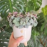Estas plantas son fáciles de sembrar en cualquier zona de tu jardín que elijas.¡Simplemente agita, rastrilla y espera la increíble explosión de color!